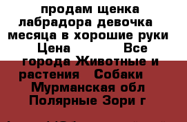 продам щенка лабрадора девочка 2 месяца в хорошие руки › Цена ­ 8 000 - Все города Животные и растения » Собаки   . Мурманская обл.,Полярные Зори г.